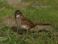 Witkeelgors [Zonotrichia albicollis] - Maasvlakte Rotterdam (1okt2026)    